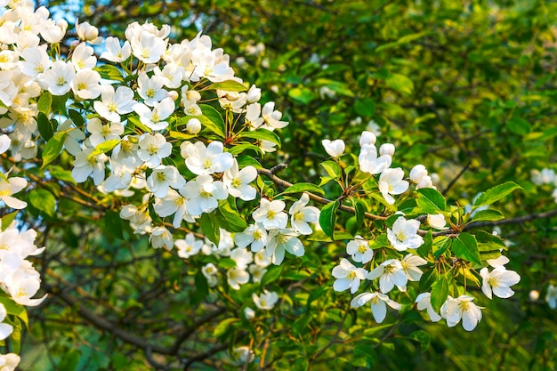 True pearly white blooming apple tree