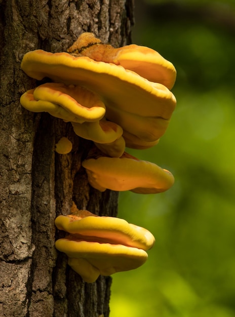 Truffles grow on hornbeam trunks. Selective focus.