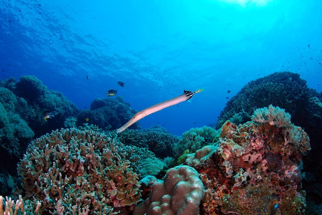 트럼펫피쉬는 산호초 옆에 산다. 필리핀 아포 섬의 해양 생물.