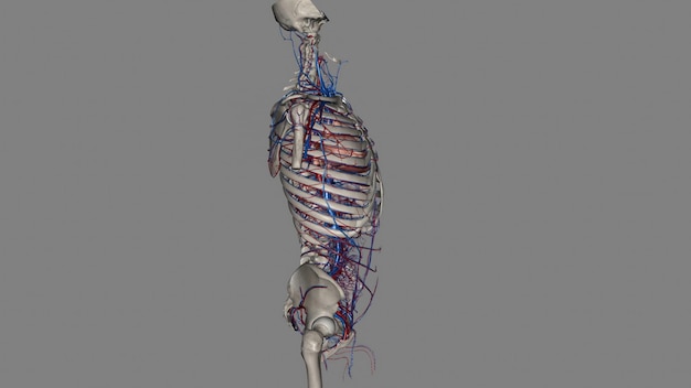 Photo trunk arteries and veins