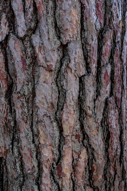 Trunk bark texture.