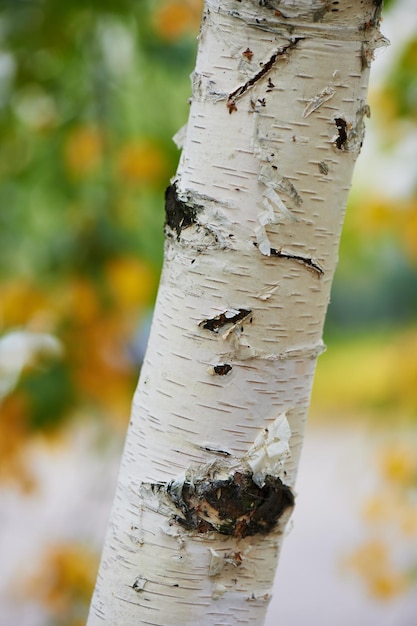 Foto il tronco di una betulla su sfondo giallo foresta autunnale chiudere