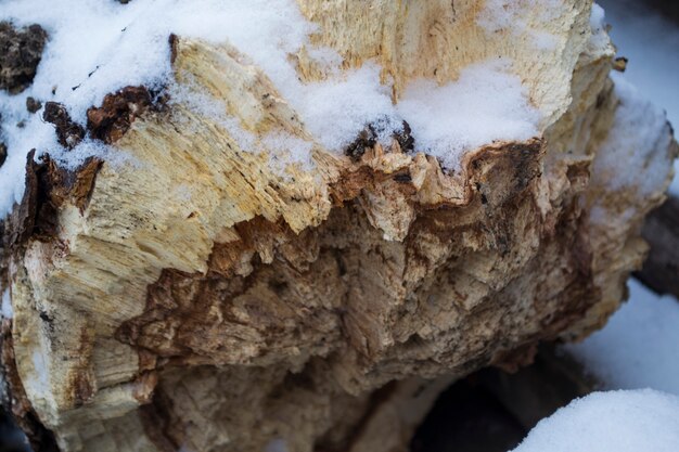 The trunk of a broken tree a rotten tree closeup