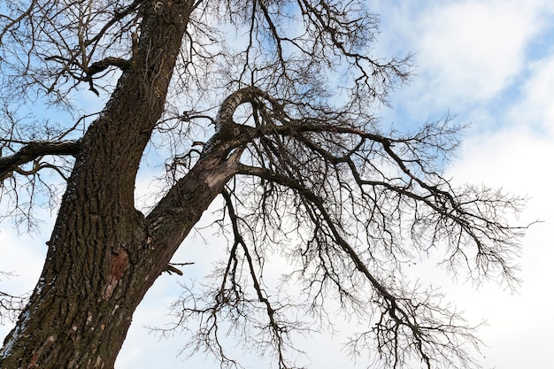 Trunk deciduous tree without leaves, bare tree in winter,  close-up made from the bottom up, Shallow depth of field, sky 