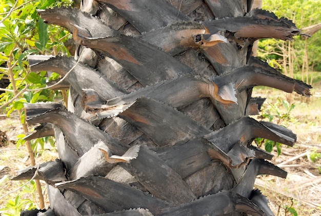 Trunk detail of palm tree