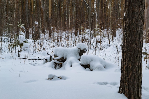 雪の下に倒れた木の幹は白い羊毛を持った子羊のように見える