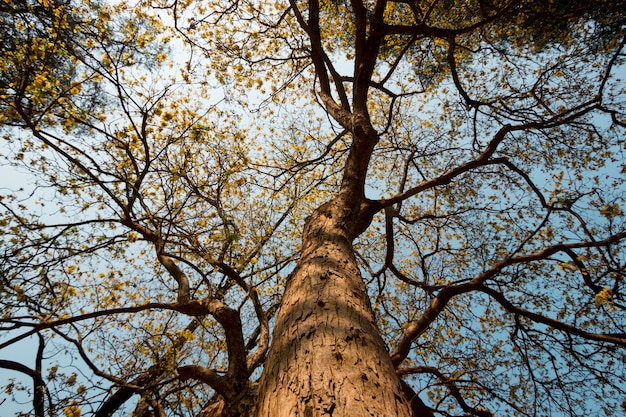 Trunk Golden Tree is blossoming in garden