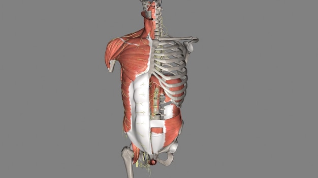 Trunk Nerves and Muscles