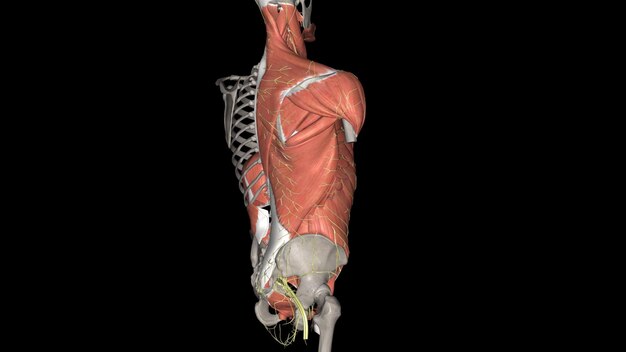 Trunk Nerves and Muscles