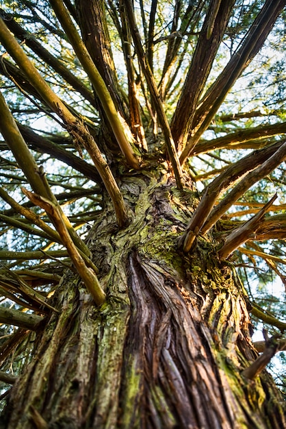 Trunk of an old tall tree