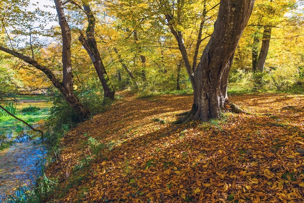 秋の森の中の古い木の幹