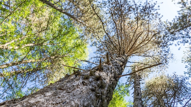 The trunk of pine tree in the forest looking up to the crown and sky, Cuprus.