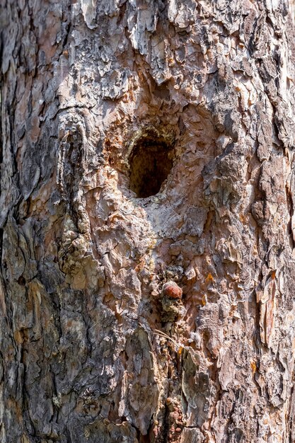 Foto nel tronco di un pino c'è una cavità in cui vivono gli uccelli