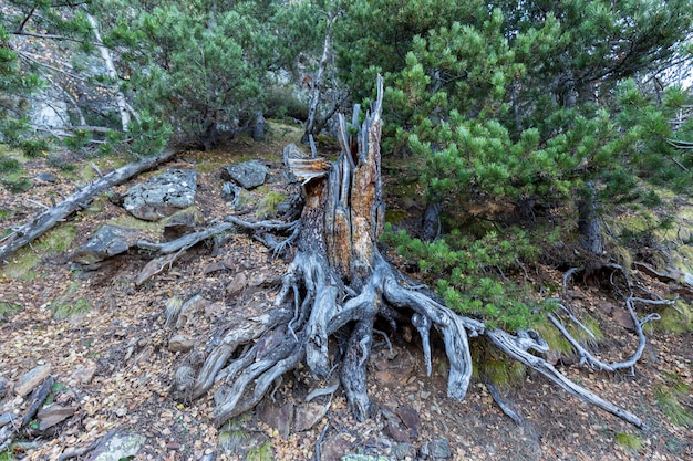 Photo trunk, roots of fallen tree