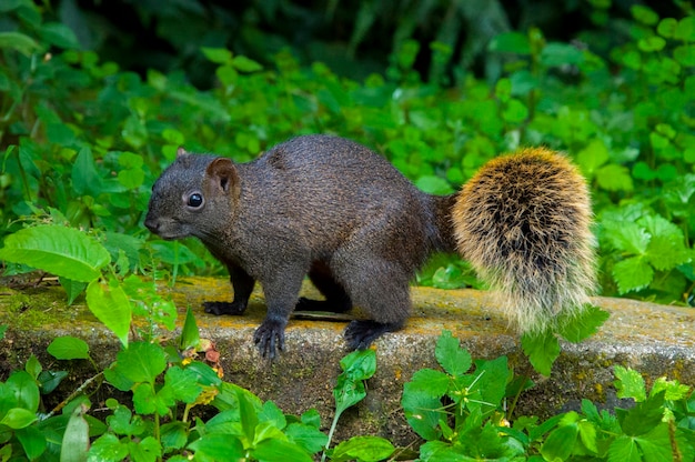 トランクスクランブル物は野生動物のリスを食べる