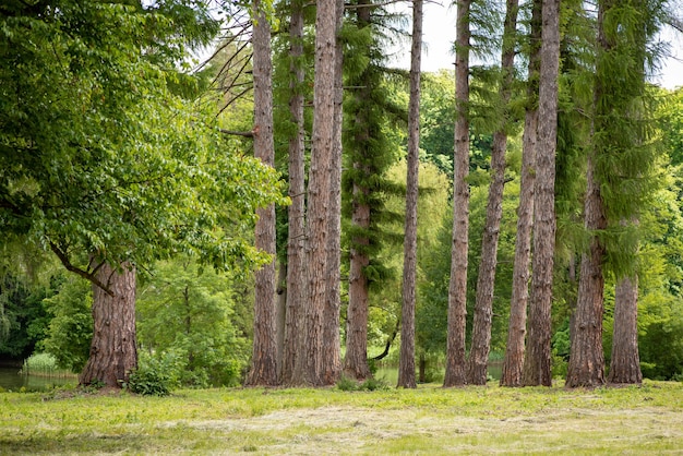 Trunk of spruce trees in the park. Old mountain fir-trees