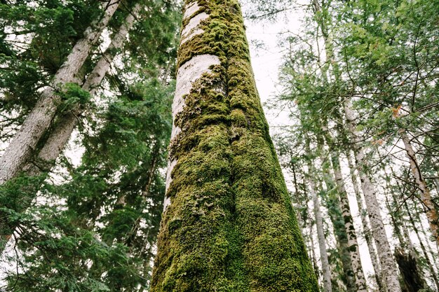 Trunk of a tree is covered with moss biogradska gora montenegro