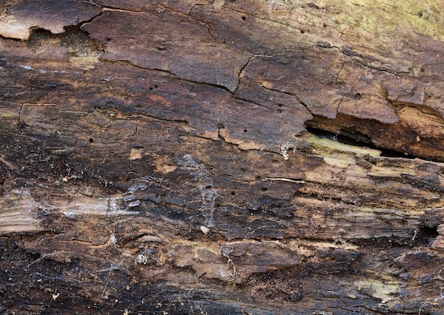 Trunk of the tree is eaten by worms, the stump fell to the ground