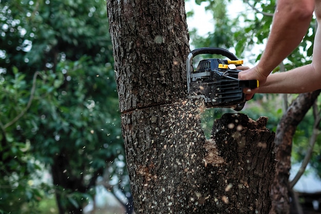 Photo the trunk of the tree is sawn with a large saw.