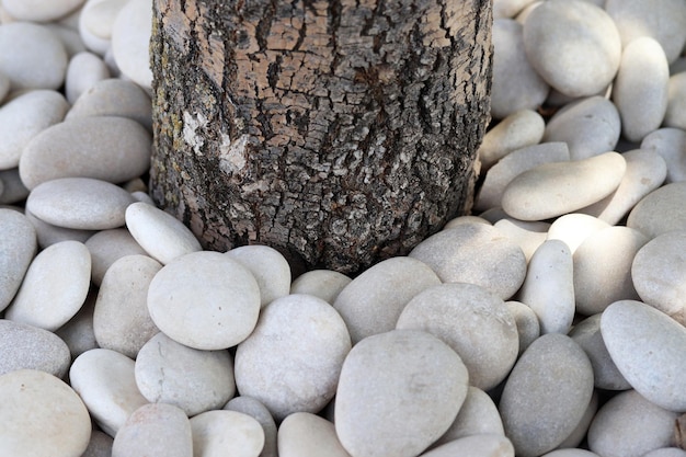 The trunk of the tree and stones