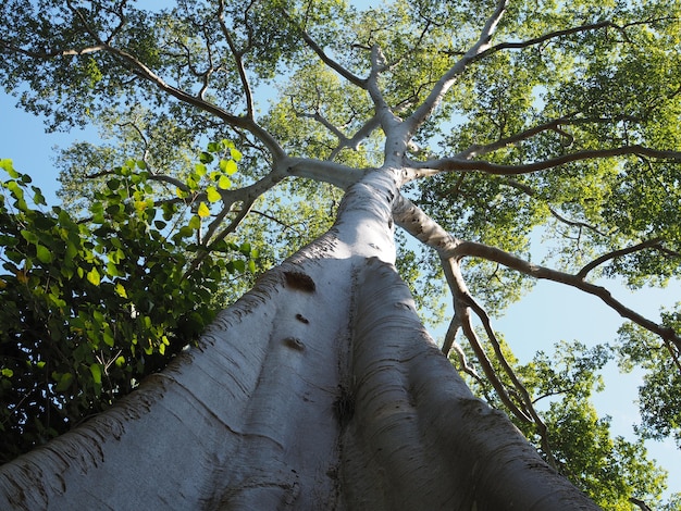 The trunk of the tree