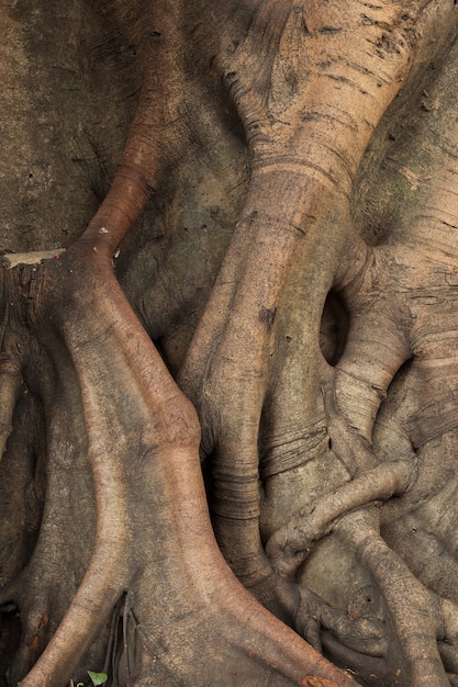 Tronco dell'albero.