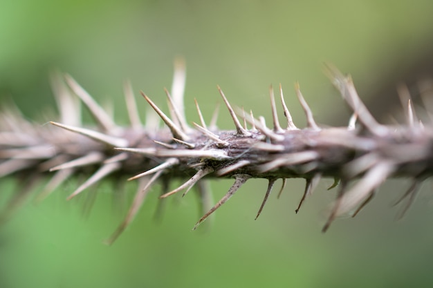 The trunk of a very prickly plant. The prickly thorns on the plant.