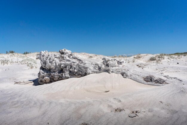 Trunk wood and sand at the beach with blue sky background