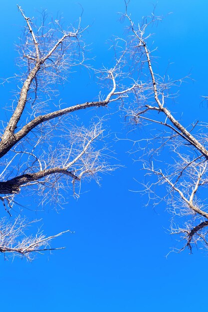 겨울 시즌의 푸른 하늘 자연을 배경으로 서리로 덮인 나무의 줄기와 가지
