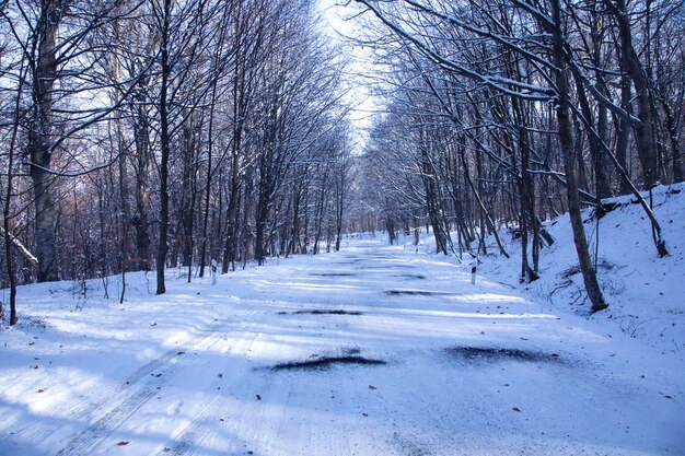 The trunks of deciduous trees covered with snow after a snowfall