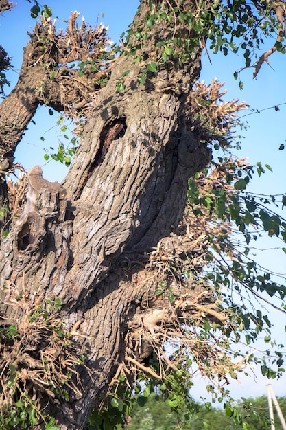 Trunks of old mulberry trees