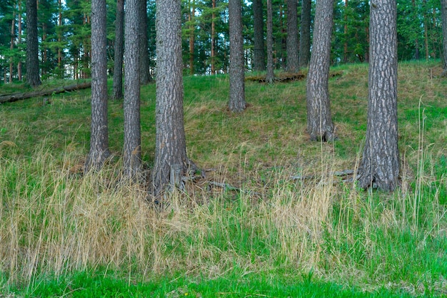 Trunks of old pine trees in the summer forest.