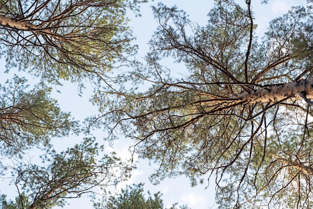 Photo trunks of pine trees in the forest against the blue sky