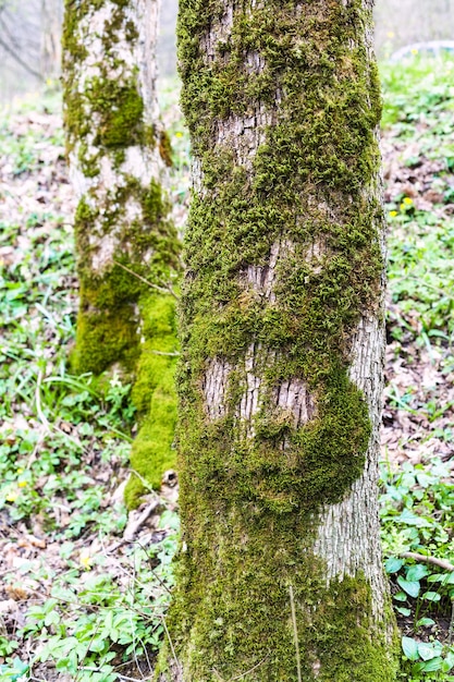 Trunks of poplar trees covered by green moss