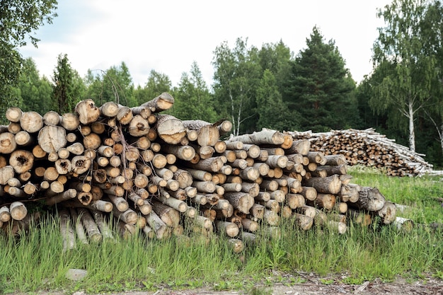 Trunks of trees cut and stacked in the foreground, green forest.