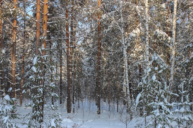 Trunks of trees in a snowy forest in winter