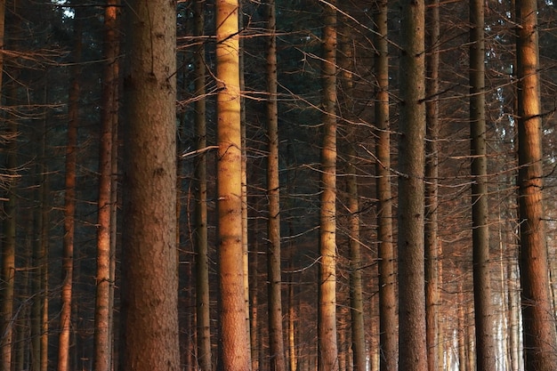 Trunks of trees in a spruce forest at sunset Selective focus