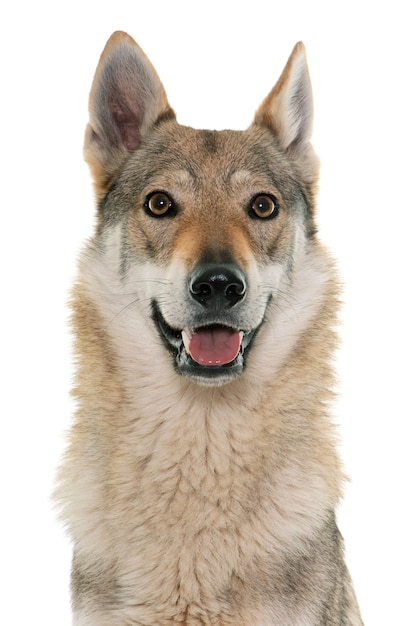 Tsjechoslowaakse wolfshond voor witte achtergrond