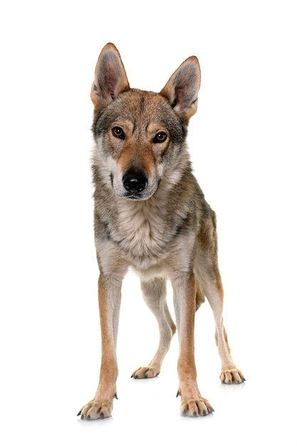 Tsjechoslowaakse wolfshond
