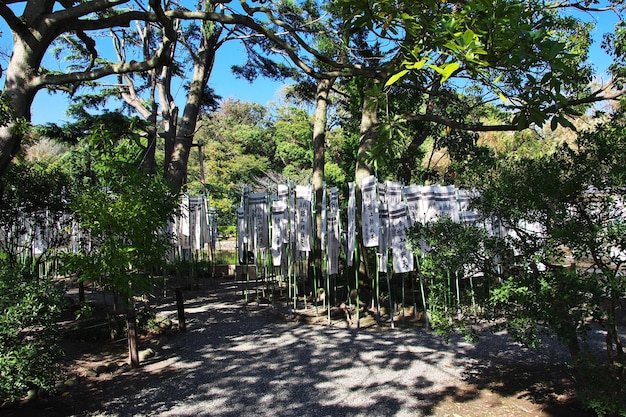 Santuario tsurugaoka hachimangu kamakura giappone