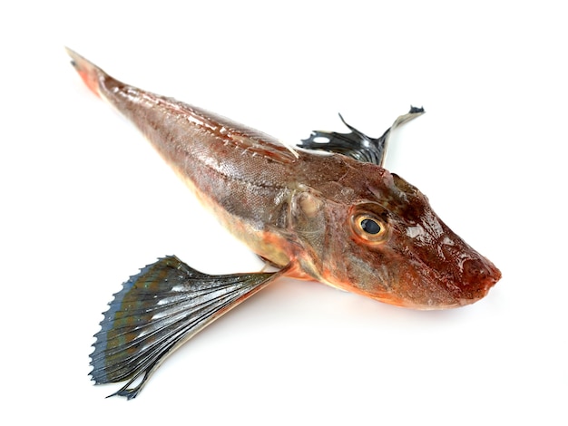 Tub gurnard isolated on white