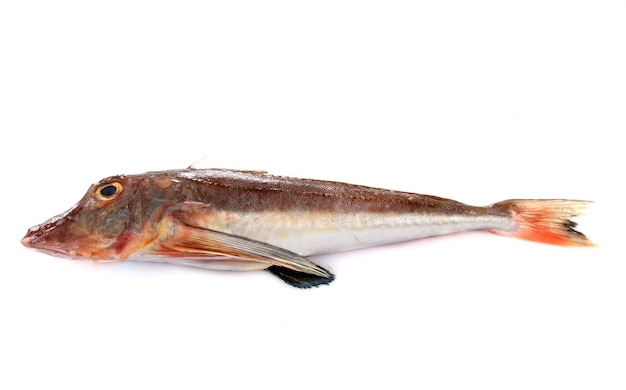 Ванна gurnard, изолированные на белом фоне