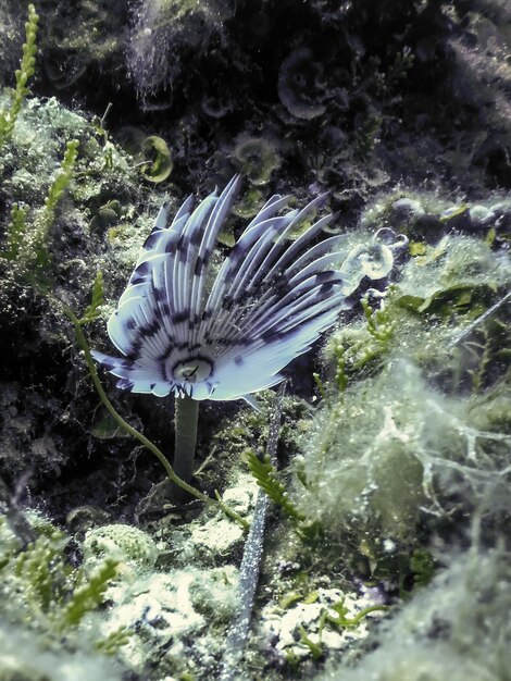 Photo tube worm underwater sea life