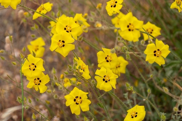 Tuberaria guttata — ярко-желтый полевой цветок