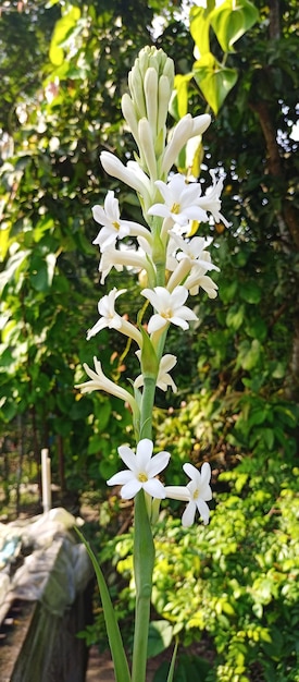 Photo tuberose in white color on the natural background