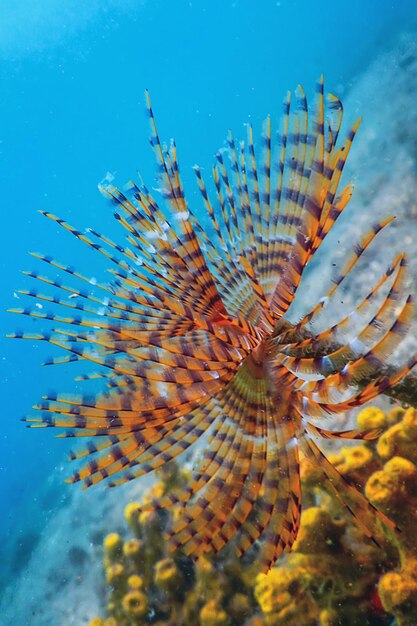 Tubeworm underwater sabella spallanzanii sea life