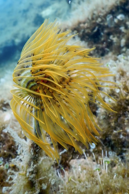 Tubeworm subacquea (sabella spallanzanii) underwater sea life