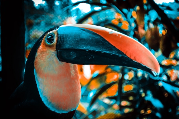 Tucan in Costa Rica