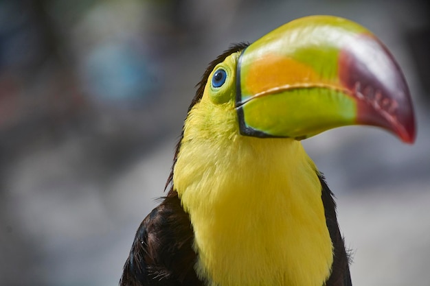 Tucan portrait