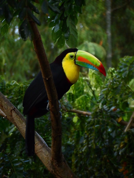 Tucan in a tree